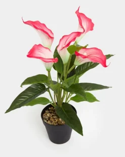 Calla Lily