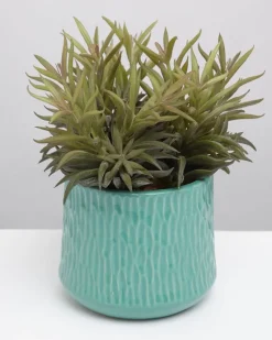 Carolyn Donnelly Eclectic Plant In Patterned Pot