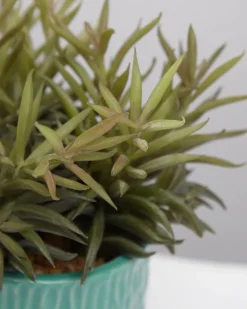 Carolyn Donnelly Eclectic Plant In Patterned Pot