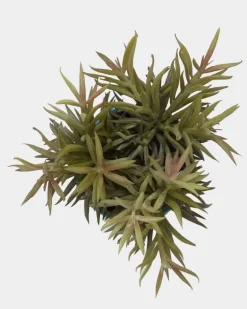 Carolyn Donnelly Eclectic Plant In Patterned Pot