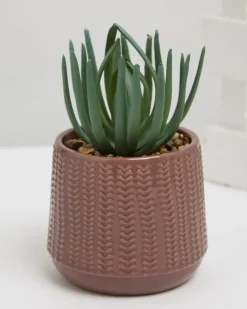 Carolyn Donnelly Eclectic Succulent In Pot
