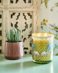 Carolyn Donnelly Eclectic Succulent In Pot
