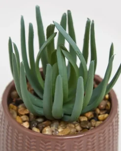 Carolyn Donnelly Eclectic Succulent In Pot