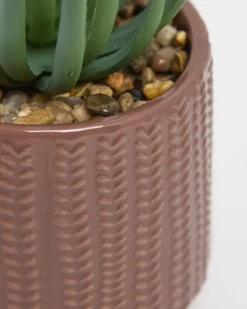 Carolyn Donnelly Eclectic Succulent In Pot