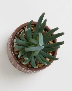 Carolyn Donnelly Eclectic Succulent In Pot