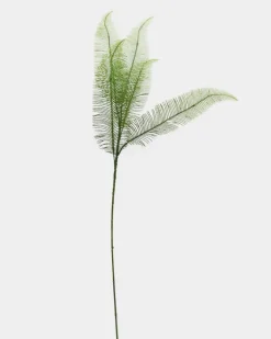 Fern Stem