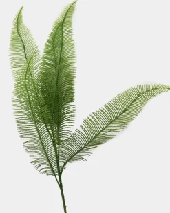Fern Stem