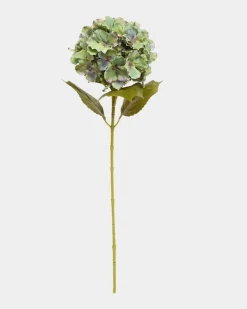 Green Hydrangea