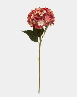 Hydrangea Stem