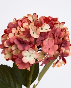 Hydrangea Stem