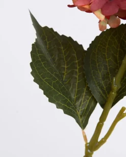 Hydrangea Stem