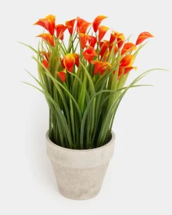 Mini Calla Lily Plant