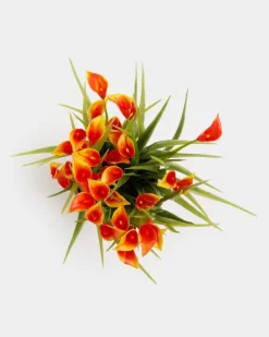 Mini Calla Lily Plant