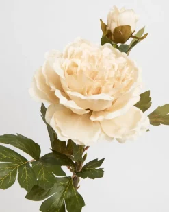 Multi Peony Stem