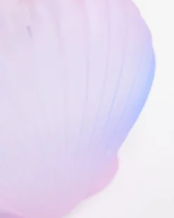 Seashell Soap