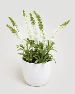 Small Potted Plant