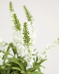 Small Potted Plant