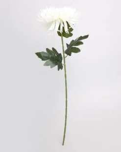 Spider Mum Stem