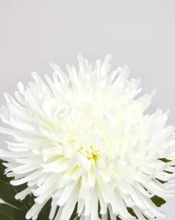 Spider Mum Stem